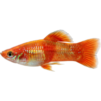 Platy | Fish with Names and Types