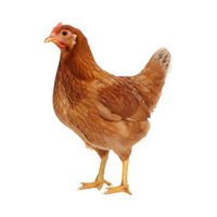 Plymouth Rock | Chickens with Names and Types