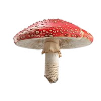 Poisonous | Mushrooms with Names and Types