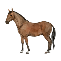 Polish | Horses with Names and Types