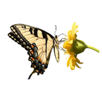 Pollinator | Butterflies with Names and Types