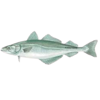 Pollockv | Fish with Names and Types