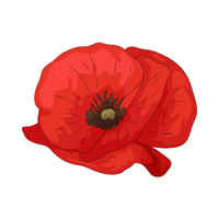 Poppy | Desert Flowers with Names and Types