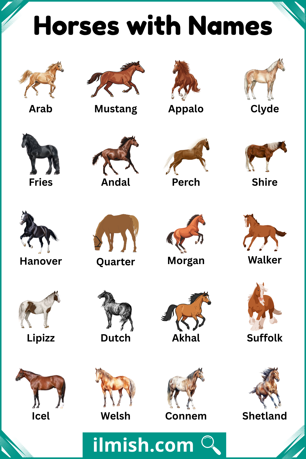 Popular Types of Horses with Names and Pictures
