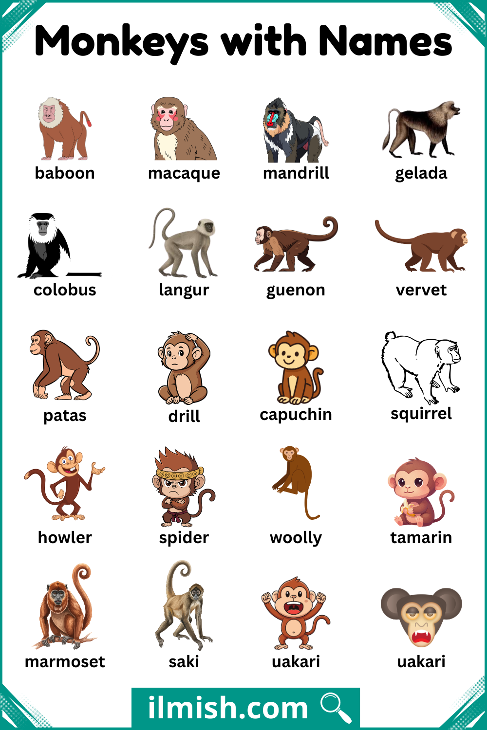 Popular Types of Monkeys with Names and Pictures