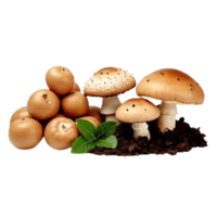 Porcini | Mushrooms with Names and Types