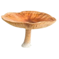 Pores | Mushrooms with Names and Types