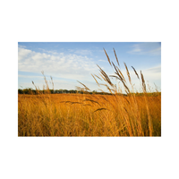 Prairie | Swards with Types and Names