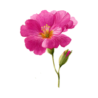 Primrose | Desert Flowers with Names and Types