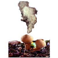 Puffing Spores | Mushrooms with Names and Types