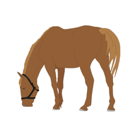 Quarter | Horses with Names and Types