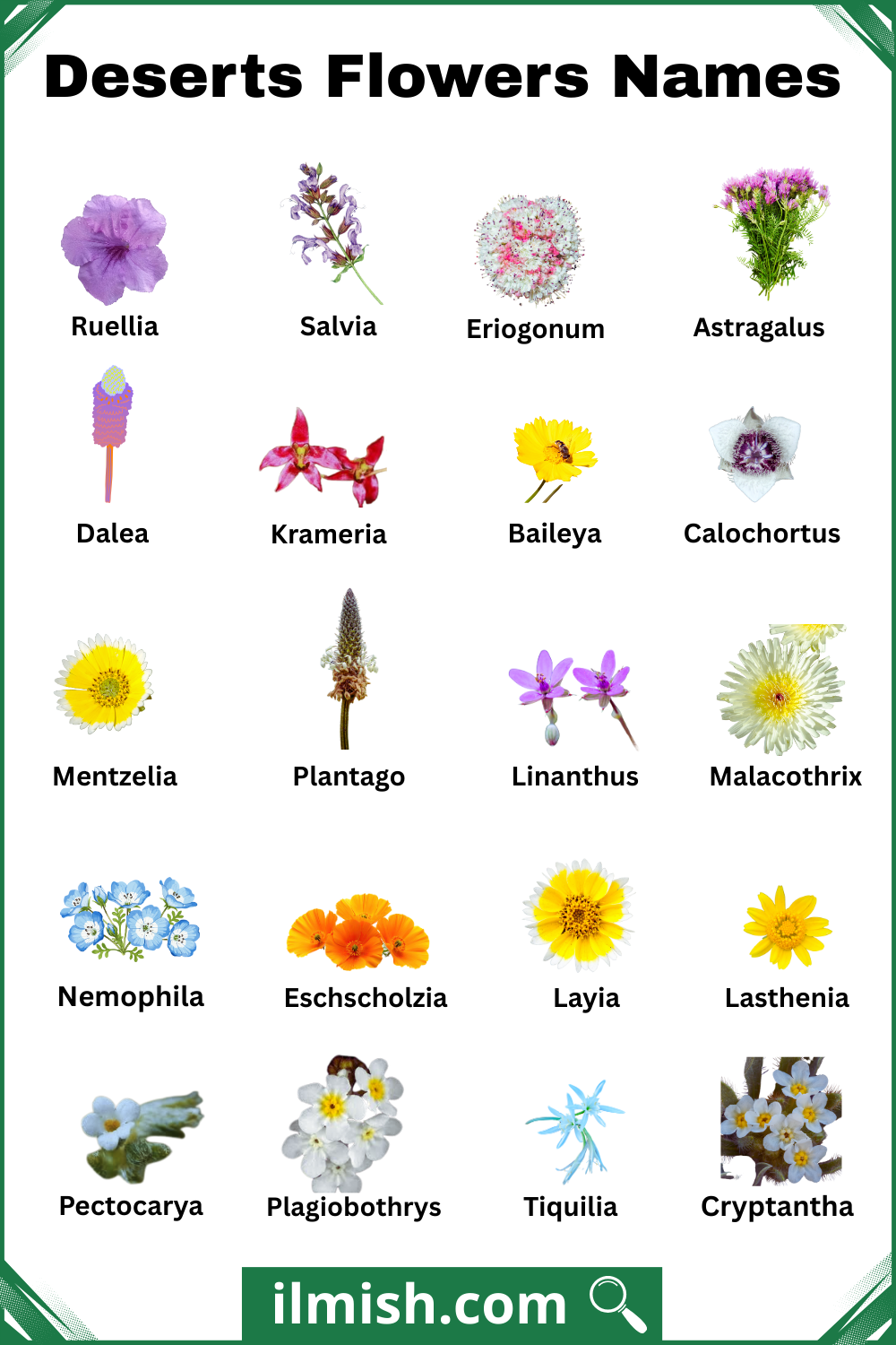 Rare Deserts Flowers Names with Images