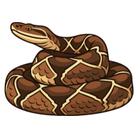 Rattlesnake | Snakes with Names and Types