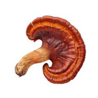 Reishi | Mushrooms with Names and Types