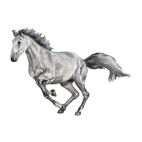 Rhenish | Horses with Names and Types