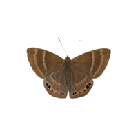 Riodinid | Butterflies with Names and Types