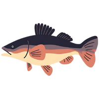 River | Fish with Names and Types