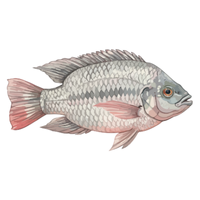 Rockfish | Fish with Names and Types