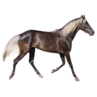 Rocky Mtn | Horses with Names and Types