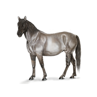 Rocky | Horses with Names and Types