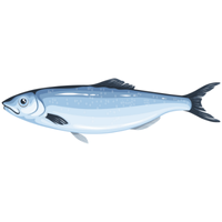 Roev | Fish with Names and Types