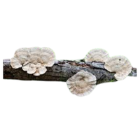 Rotting Wood | Mushrooms with Names and Types