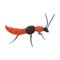 Rove beetle | Crawling Insects Names
