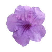 Ruellia | Desert Flowers with Names and Types