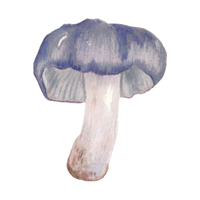 Russula | Mushrooms with Names and Types