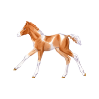 Saddlebred | Horses with Names and Types