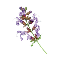 Salvia | Desert Flowers with Names and Types