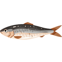 Sardine | Fish with Names and Types