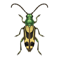 Sawtoothed beetle