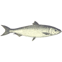 Scale | Fish with Names and Types