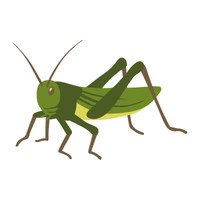 Scale insect | Crawling Insects Names