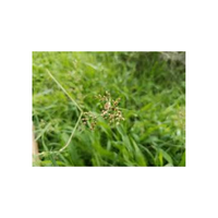 Seededgrass | Swards with Types and Names