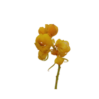Senna | Desert Flowers with Names and Types