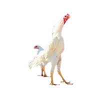 Shamo | Chickens with Names and Types