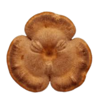 Shelf | Mushrooms with Names and Types