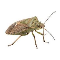 Shield bug| Crawling Insects Names
