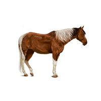 Shire | Horses with Names and Types