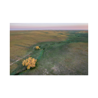 Shortgrass | Swards with Types and Names