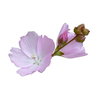 Sidalcea