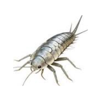 Silverfish | Crawling Insects Names