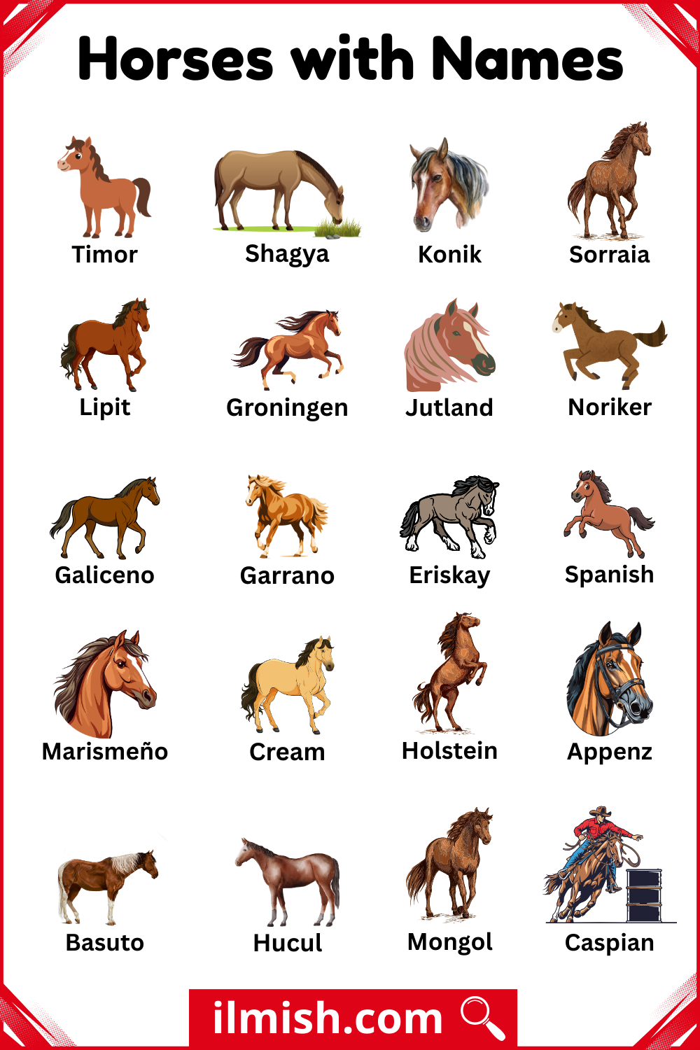 Simple English Names and Types for Horses with Pictures