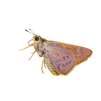 Skipper | Butterflies with Names and Types