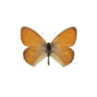 Small Heath | Butterflies with Names and Types