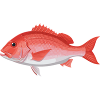 Snapper | Fish with Names and Types