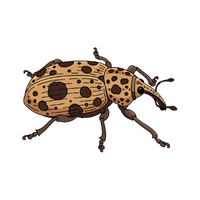 Snout beetle | Crawling Insects Names