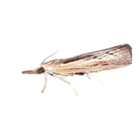 Sod webworm | Crawling Insects Names